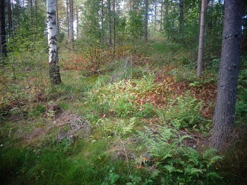 Bosque Finlandia