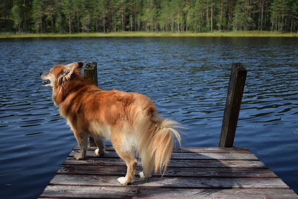 Perro lago Finlandia