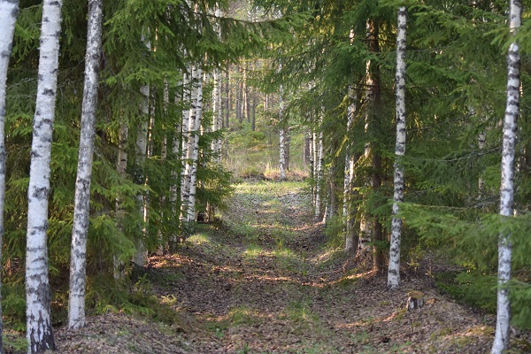 bosque camino Finlandia