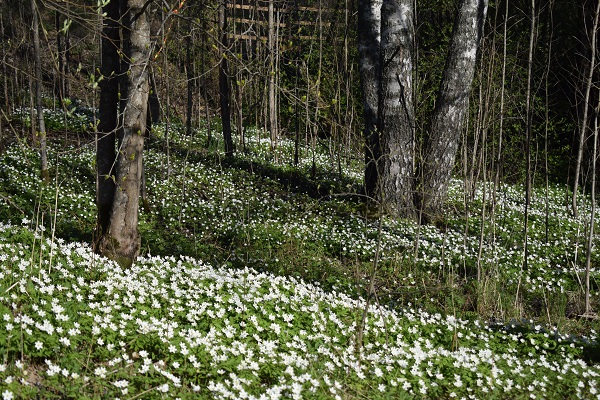 Primavera flores Finlandia