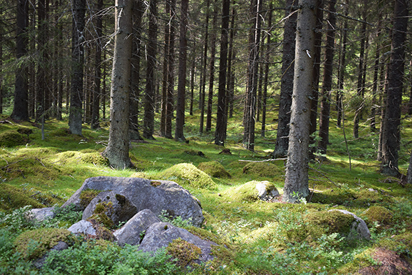 paseo bosque Finlandia